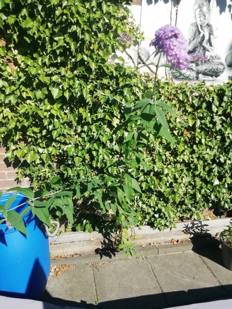 Vlinderstruik paars 4 st bijna 1 jaar oud, Volle zon, Vaste plant, Zomer, Ophalen