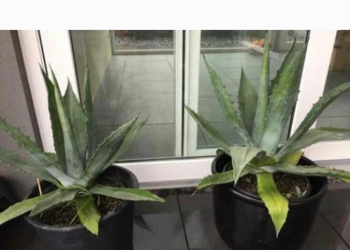 Grote Bio Nederlandse blauw Agave zonplanten winterhard, Tuin en Terras, Planten | Bomen, Minder dan 100 cm, Zomer, Volle zon