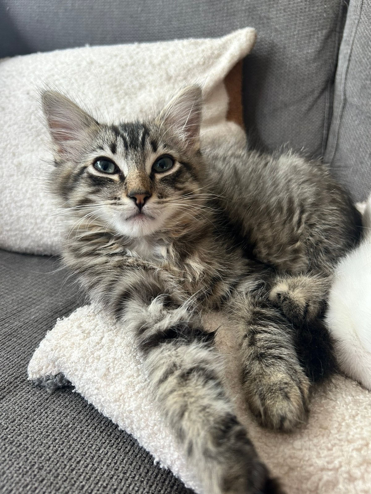 Nog 4 gezonde bijzondere ragdoll kittens mogen verhuizen, Meerdere dieren, Ontwormd, 0 tot 2 jaar