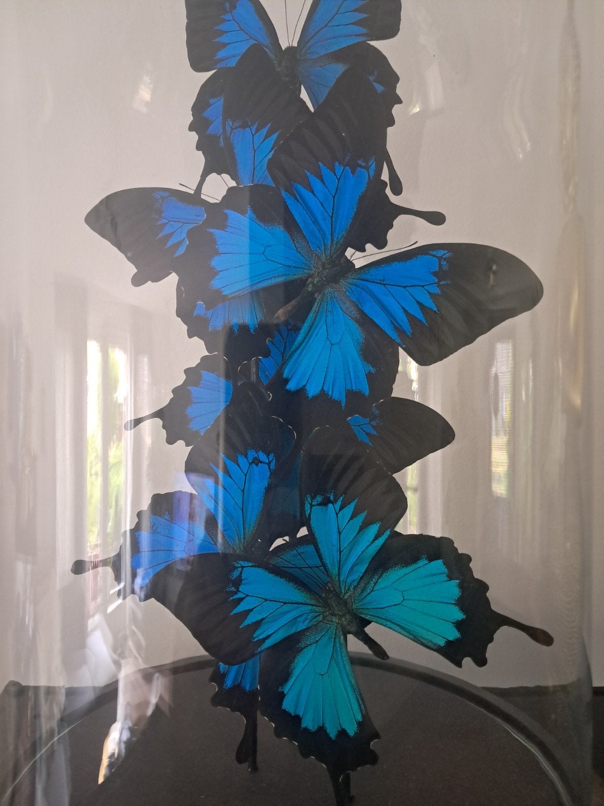 Prachtige grote glazen stolp met vlinders, Ophalen, Zo goed als nieuw