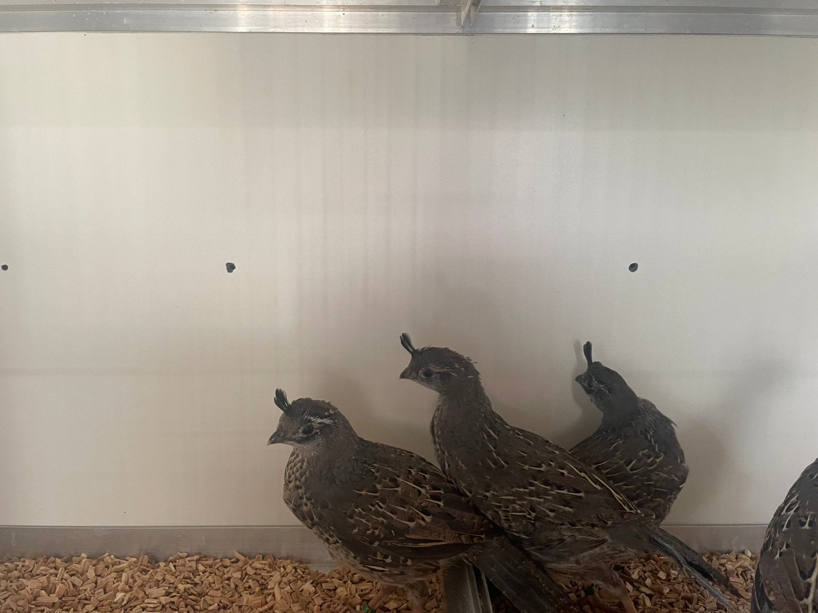 Californische kuifkwartel koppels, Dieren en Toebehoren, Vogels | Overige Vogels, Meerdere dieren, Geringd