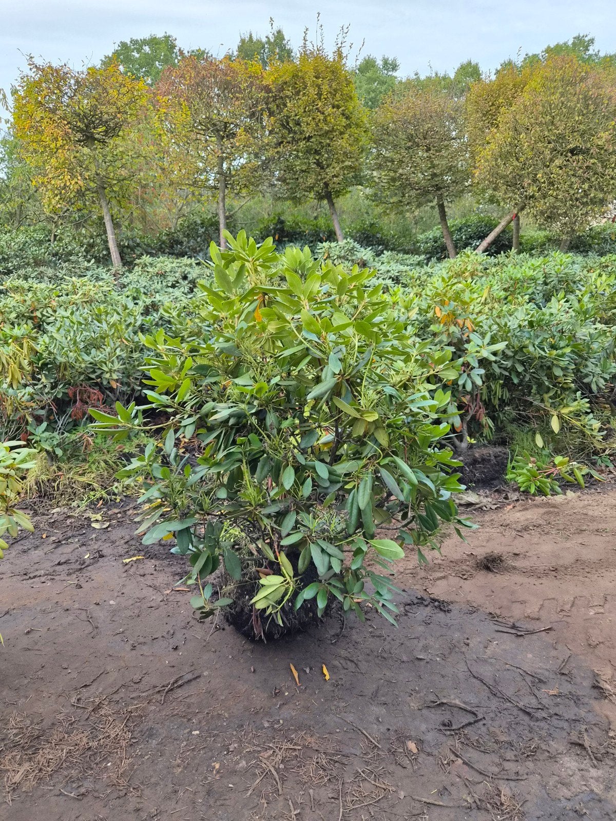 Rhododendron 'Roseum Elegans' - Grote struik, Vaste plant, Halfschaduw, Lente, Ophalen