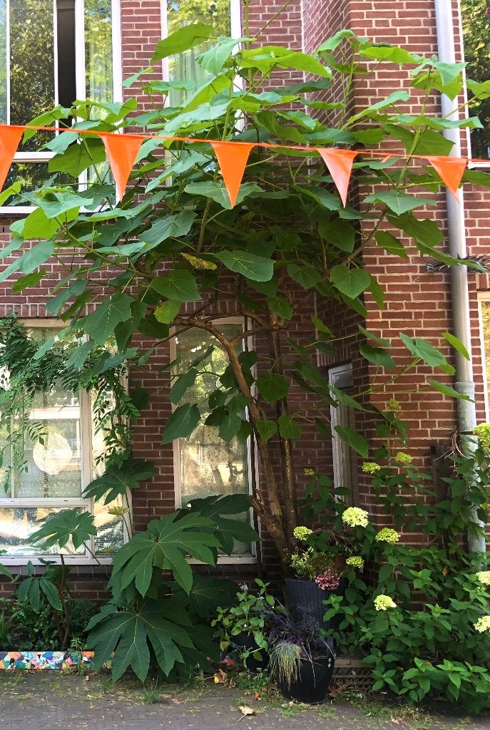 Anna Paulowna Boom, Tuin en Terras, Ophalen, Halfschaduw, Dakboom, Zomer