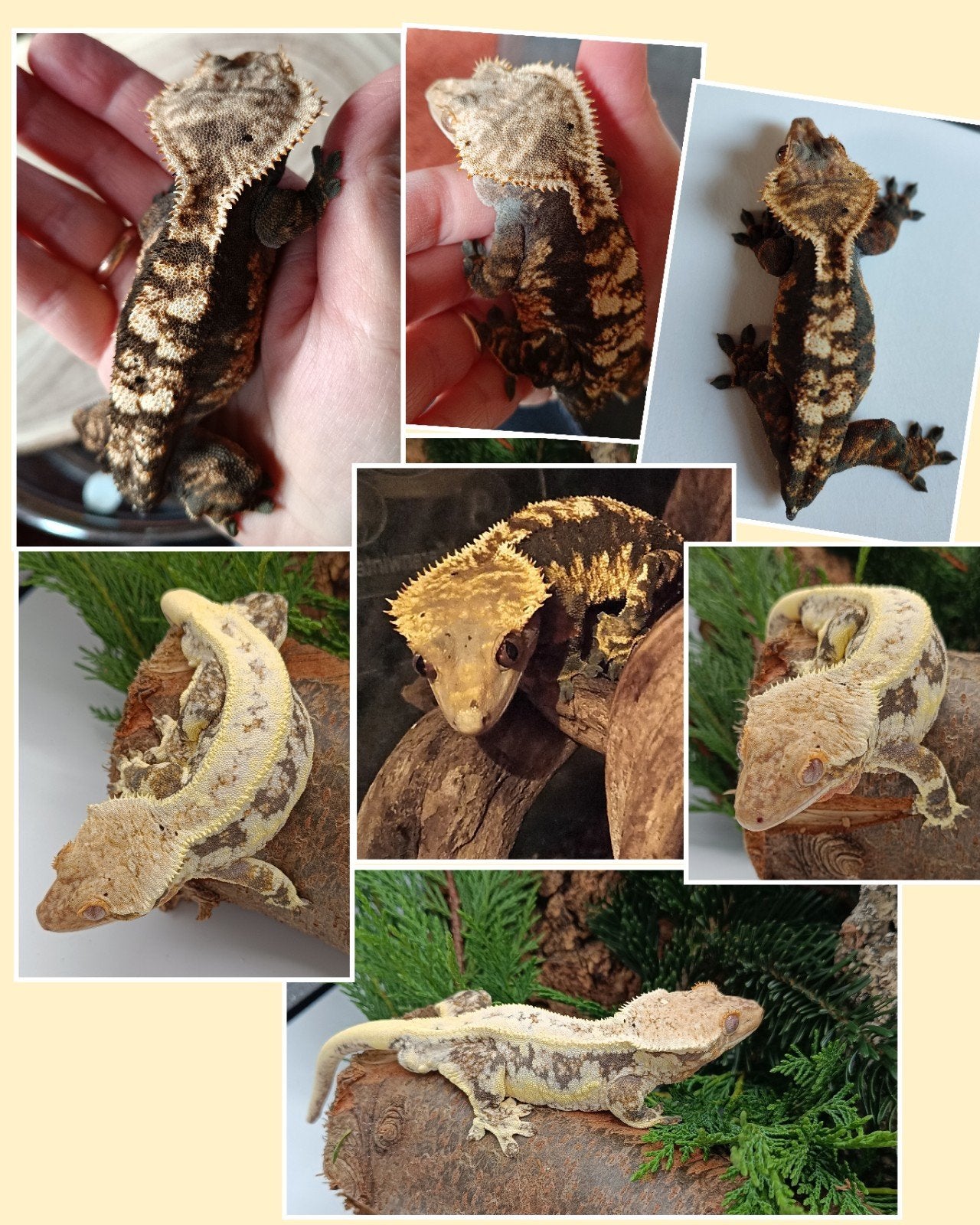 Wimpergekko baby Lilly white Crested Gecko photo 7