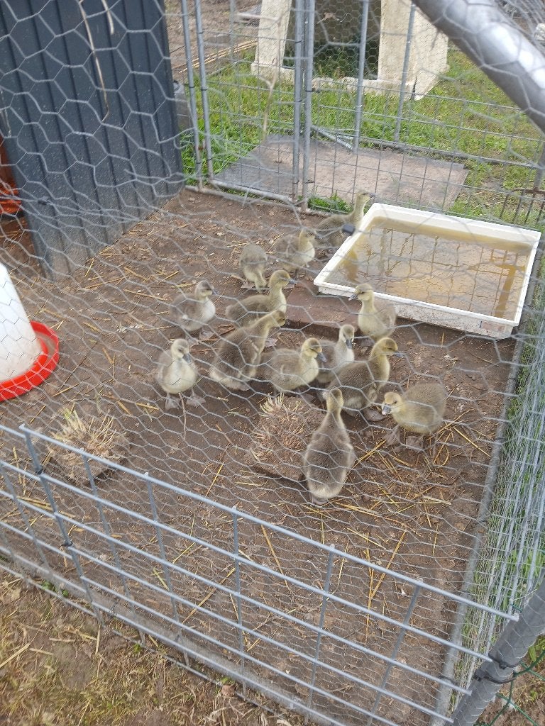 Toulouse dewlap kuikens diverse leeftijden, Geslacht onbekend, Gans of Zwaan