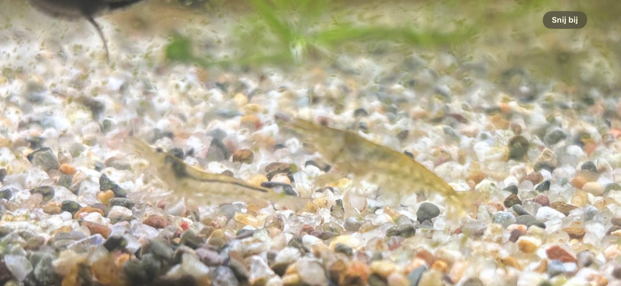Japonica garnalen, Dieren en Toebehoren