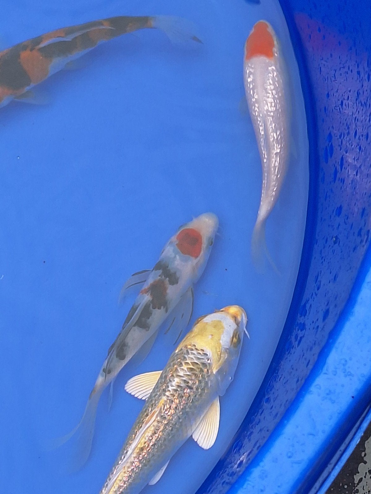 koi karpers, Dieren en Toebehoren, Karper of Koi