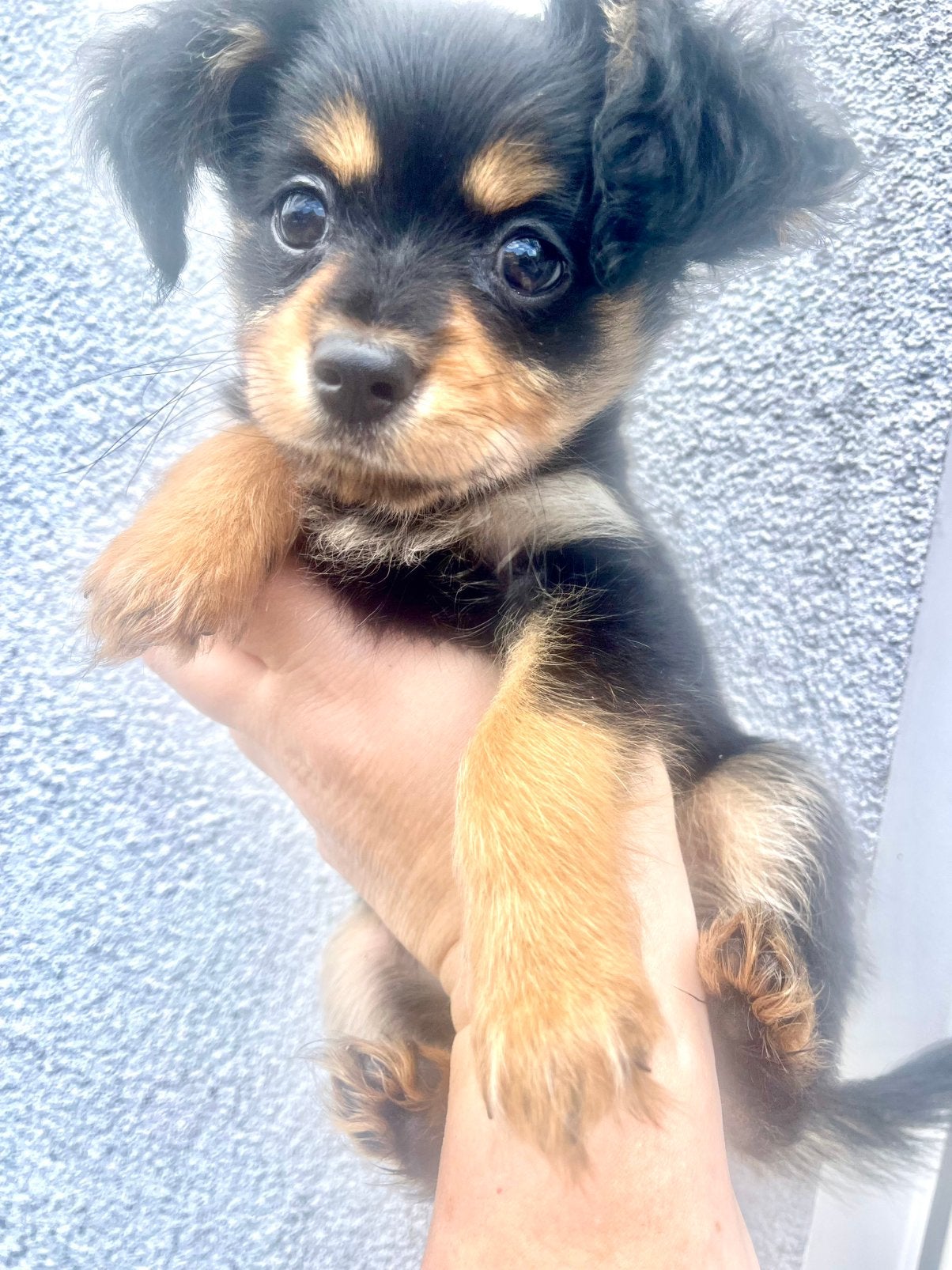puppy Russisch Toy Langhaar ras.  met een gouden karakter., Dieren en Toebehoren, Honden | Chihuahua's en Gezelschapshonden, 8 tot 15 weken