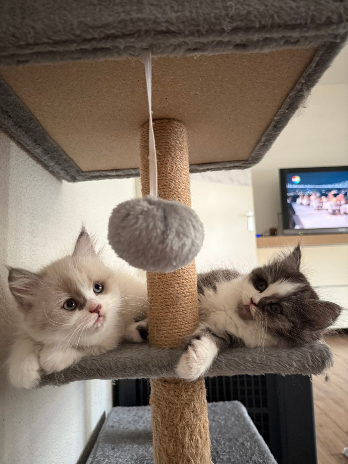 Ragdoll x Britse korthaar kittens, Meerdere dieren, Ontwormd