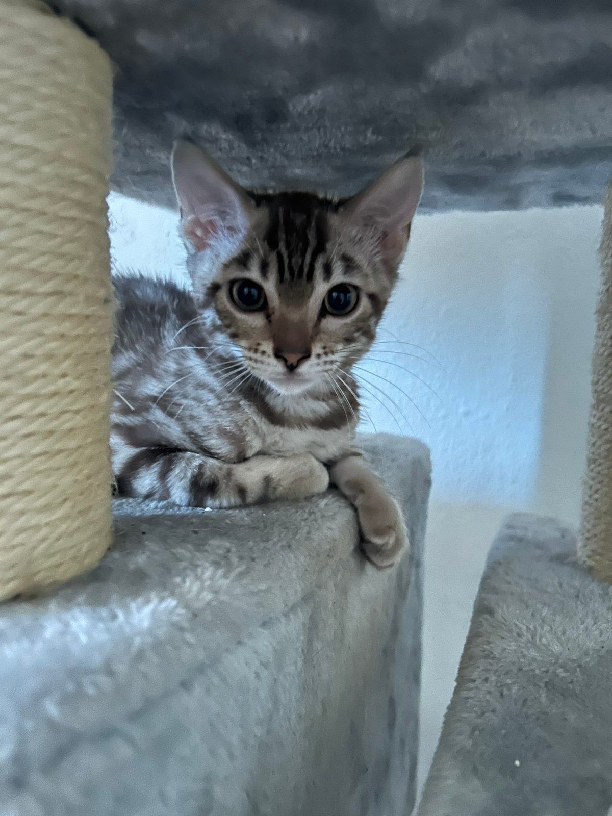 Bengaalse kittens, Meerdere dieren