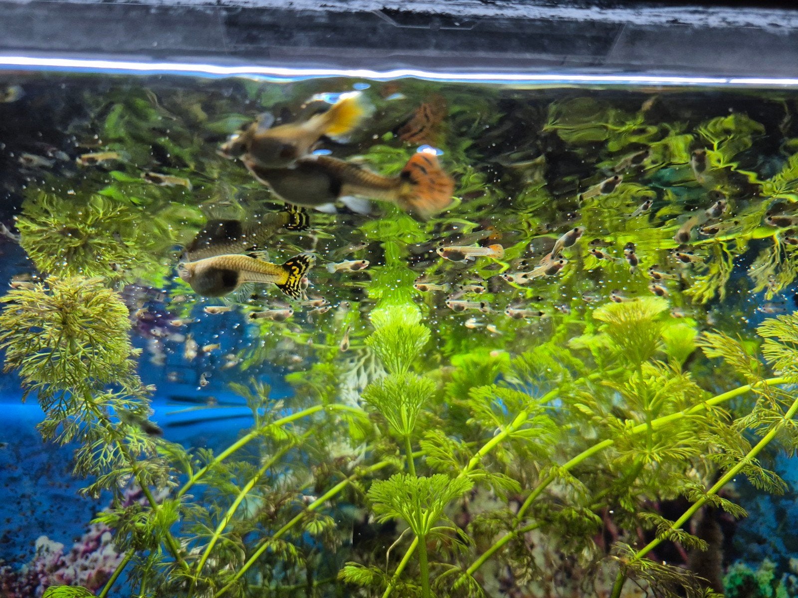 Guppies gratis, Ophalen