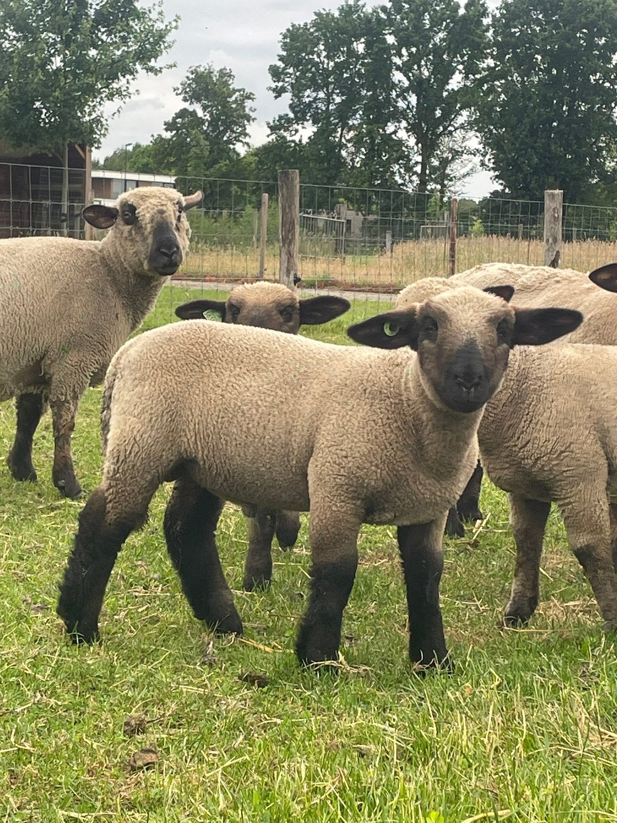 Hampshire down lammeren te koop, Mannelijk, Schaap