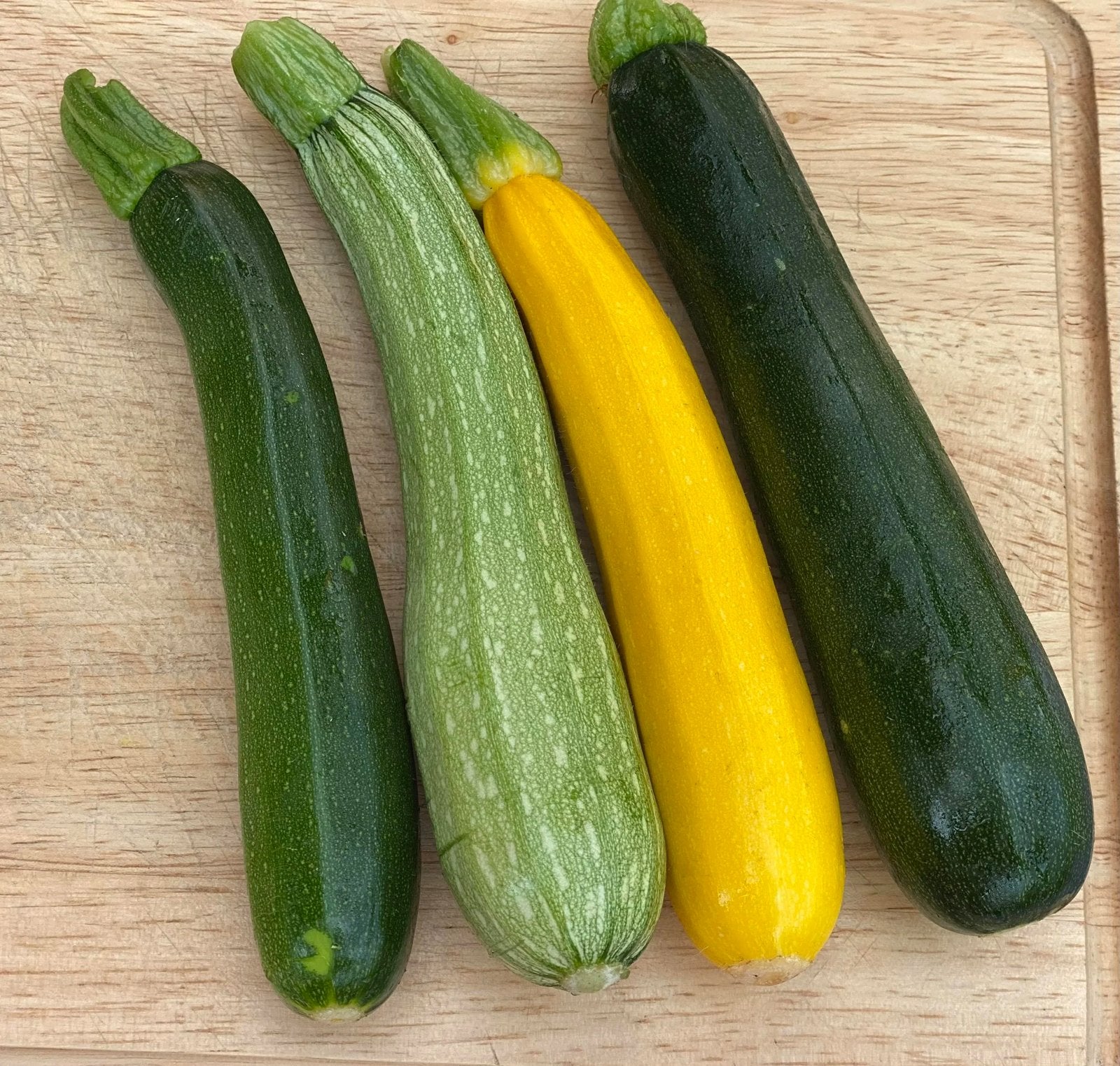 Courgette groen,geel,groenwit, Tuin en Terras, Planten | Tuinplanten, Ophalen, Eenjarig, Groenteplanten, Volle zon