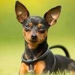 Dwergpincher reu gevraagd, Dieren en Toebehoren, Honden | Bulldogs, Pinschers en Molossers, 1 tot 2 jaar, Parvo, Eén hond, Nederland