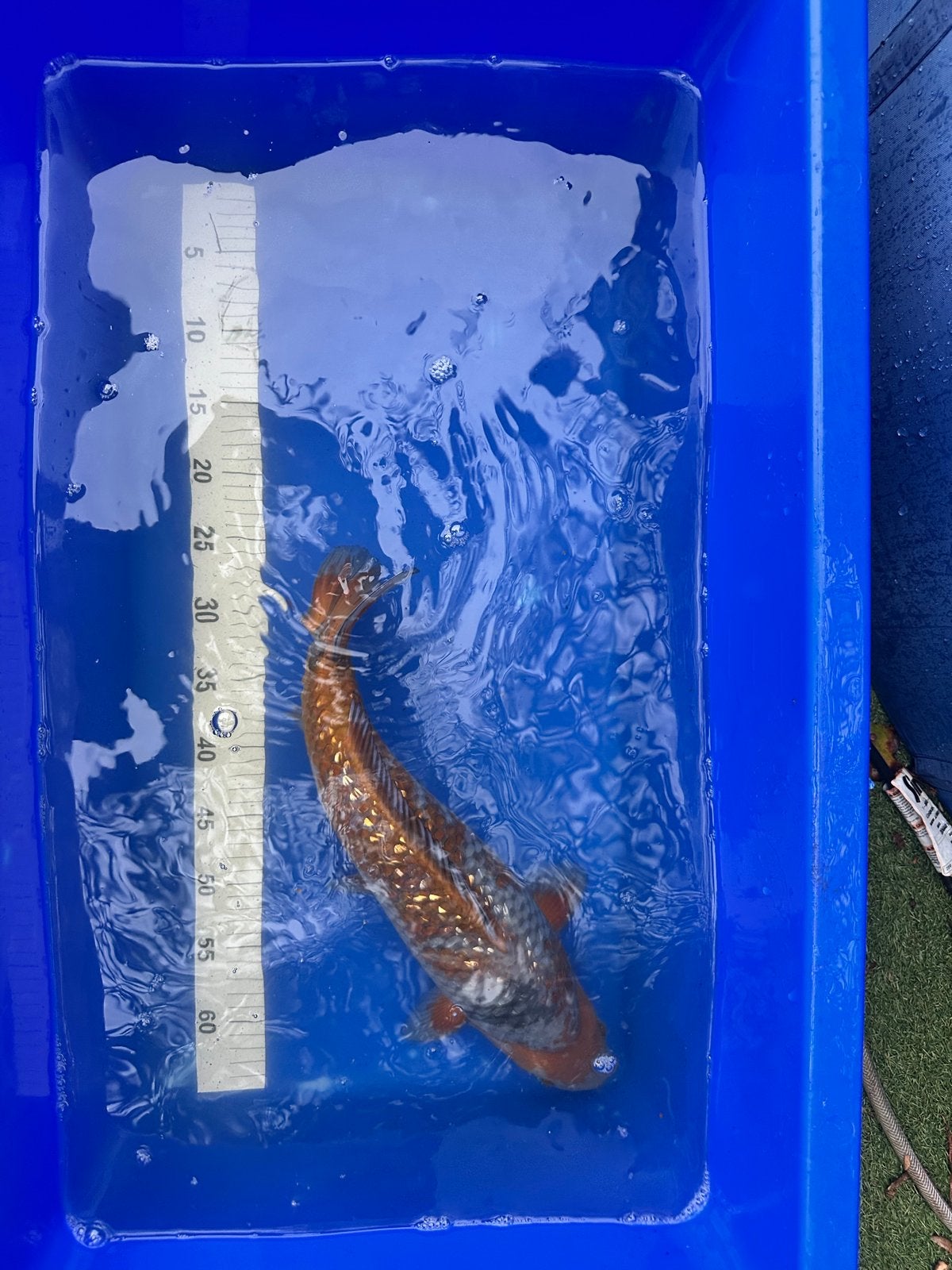 Koi’s + 1 meter steur, Dieren en Toebehoren, Vissen | Vijvervissen, Karper of Koi