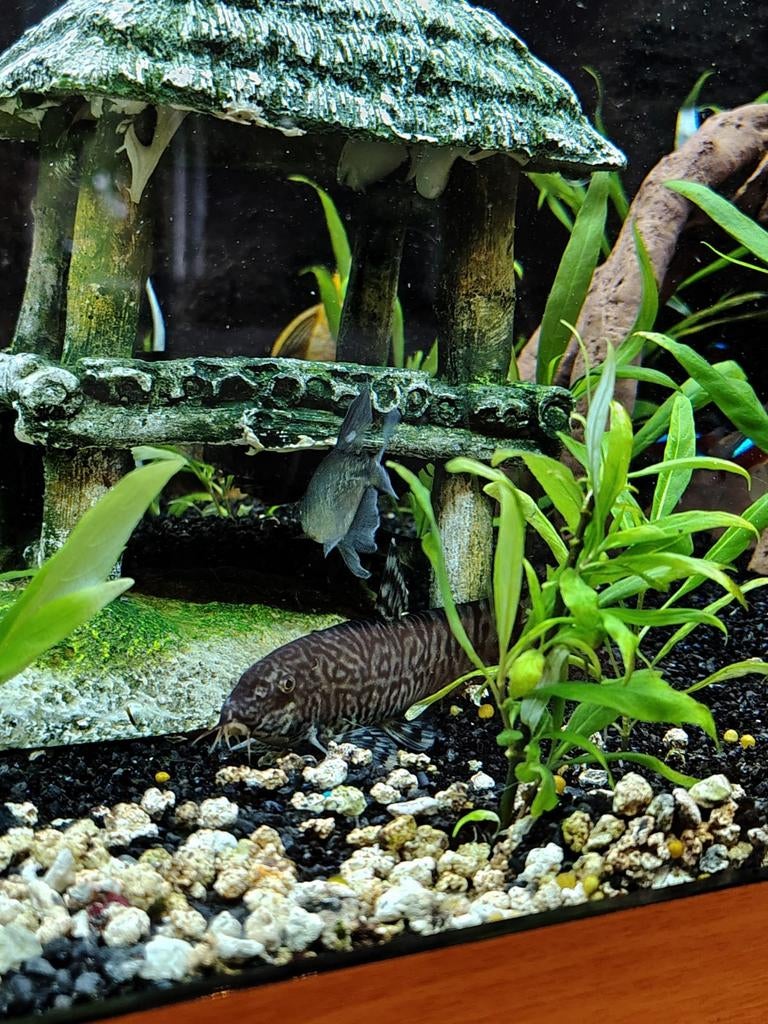 Prachtige grote Botia vis, Dieren en Toebehoren, Vis