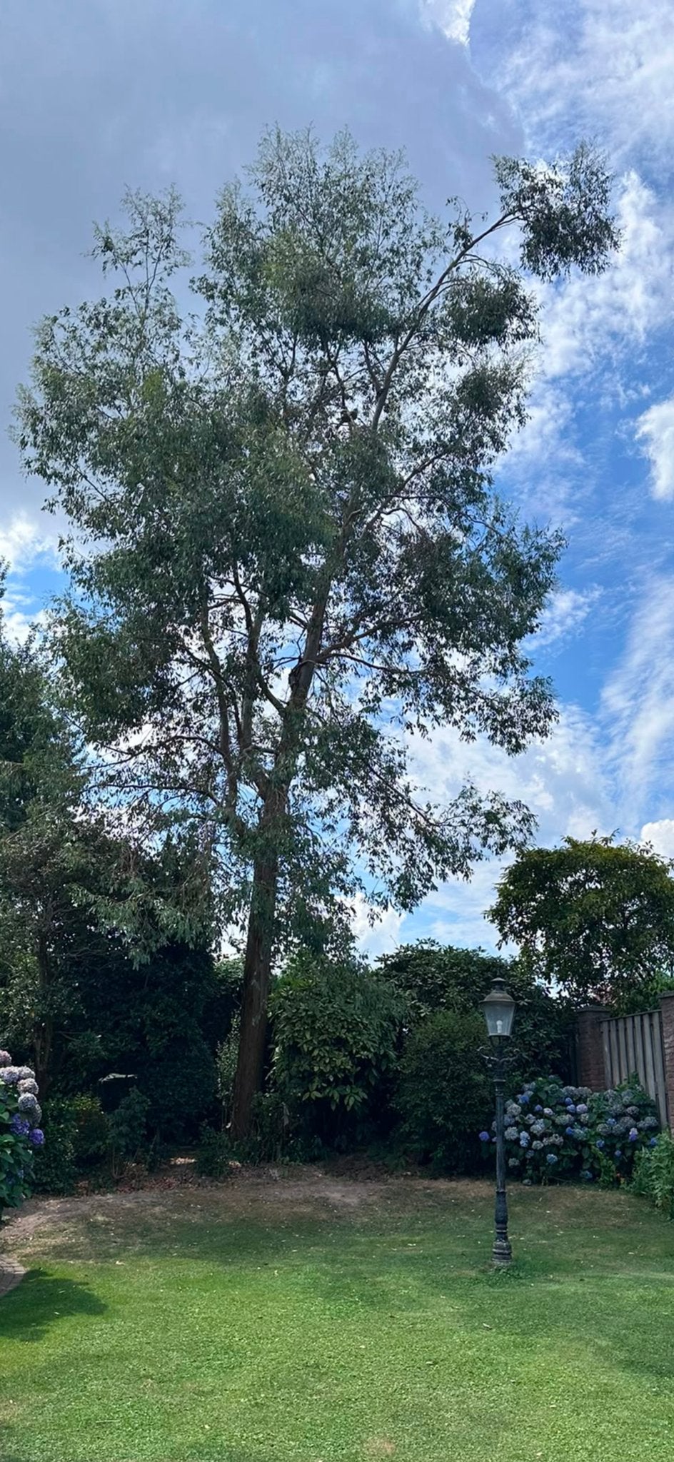 Gratis hout/stookhout en zelf kappen - Grote Eucalyptusboom, Bloeit niet, Overige soorten, 400 cm of meer, Ophalen