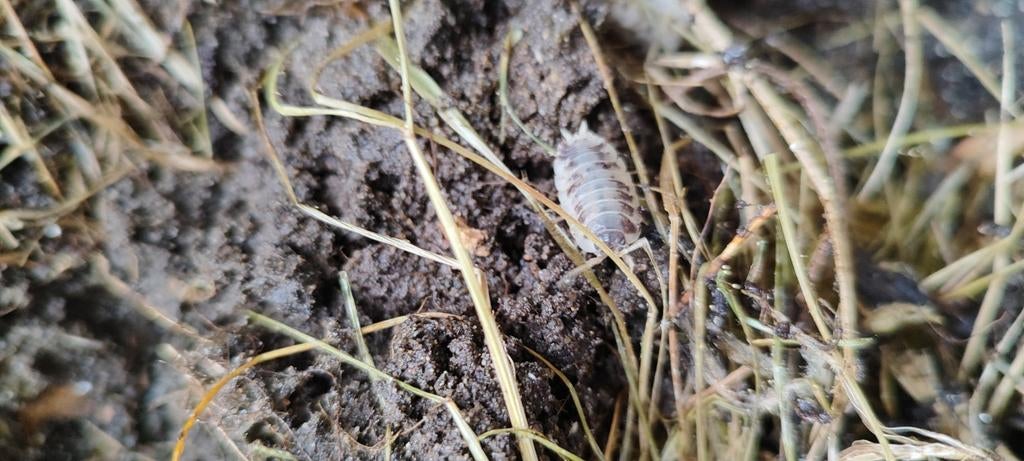 Dairy cow isopods, Dieren en Toebehoren, Overige soorten