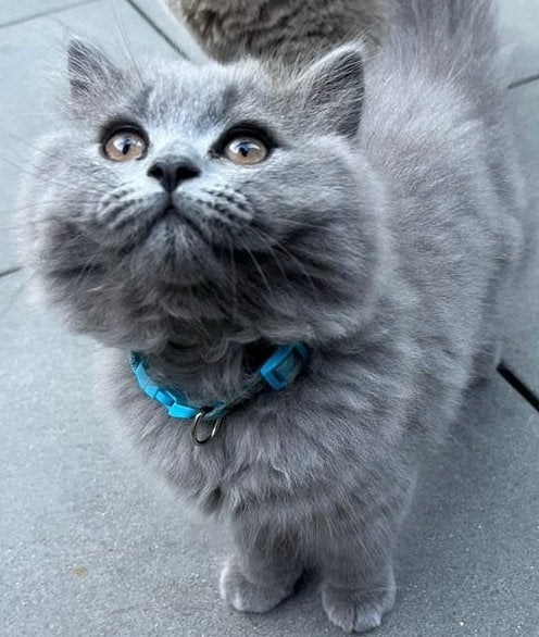 laatste  katertje  !!!!   400€, Kater, Langharig, 0 tot 2 jaar