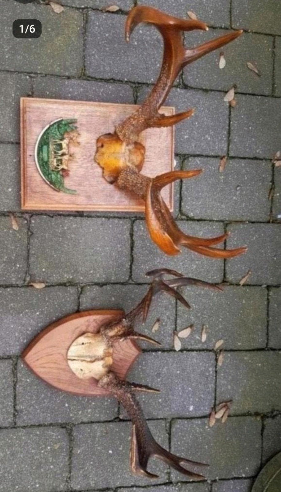 Witstaarthert whitetail antiek herten schedel gewei geweien, Ophalen of Verzenden, Zo goed als nieuw, Hert, Gewei of Kop