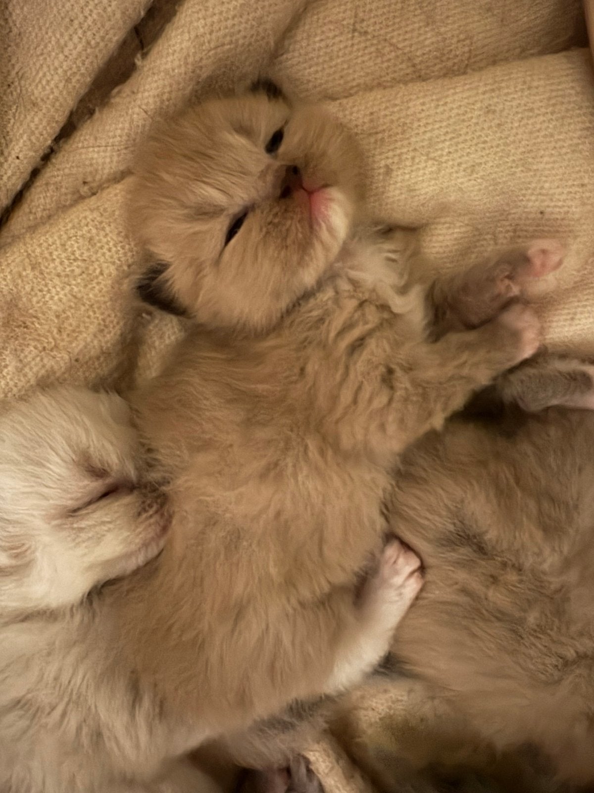 5 Ragdoll kittens, Meerdere dieren, Ontwormd, 0 tot 2 jaar