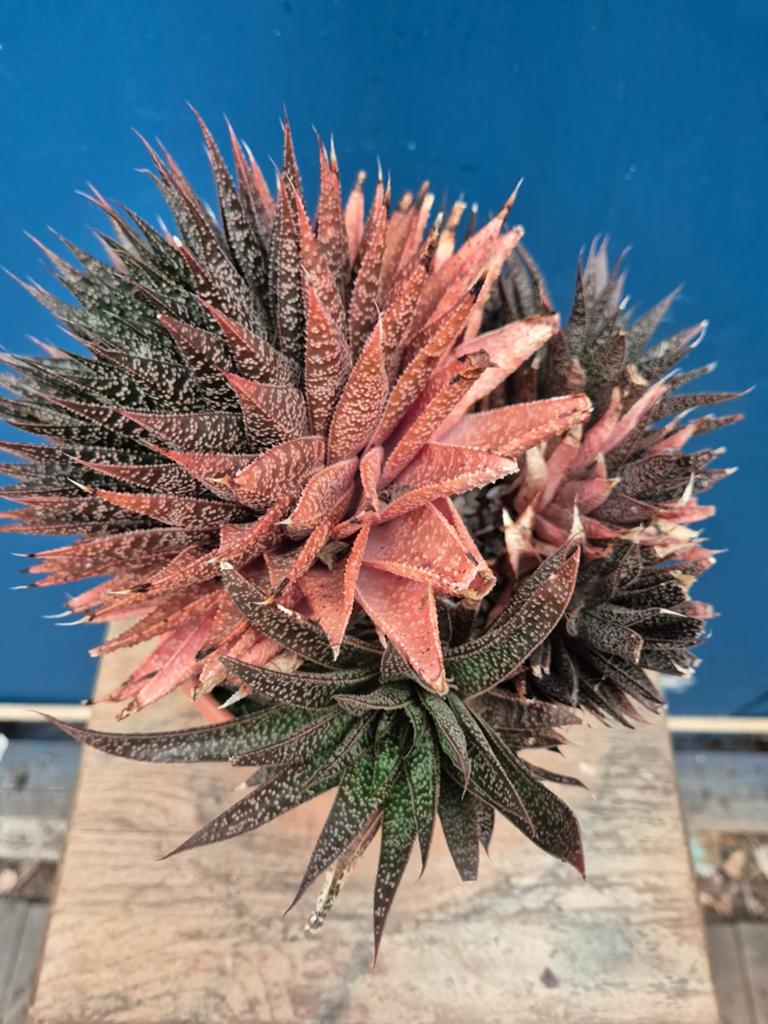 Gasteria Flow XXL p17, Ophalen of Verzenden, Halfschaduw