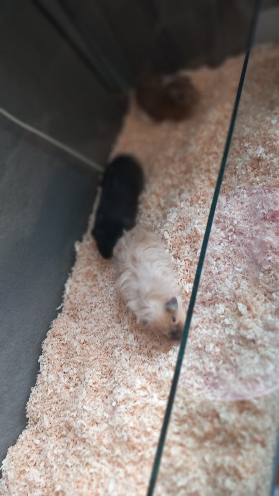 Cavia / hamster  bak van glas, Dieren en Toebehoren, Minder dan 60 cm, Overige typen, Ophalen of Verzenden, Zo goed als nieuw
