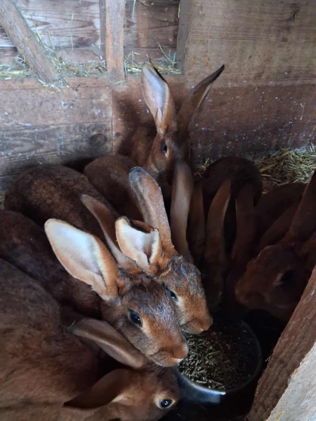 belgishe hazen  rammen 3 maanden oud, Mannelijk, Groot, 0 tot 2 jaar