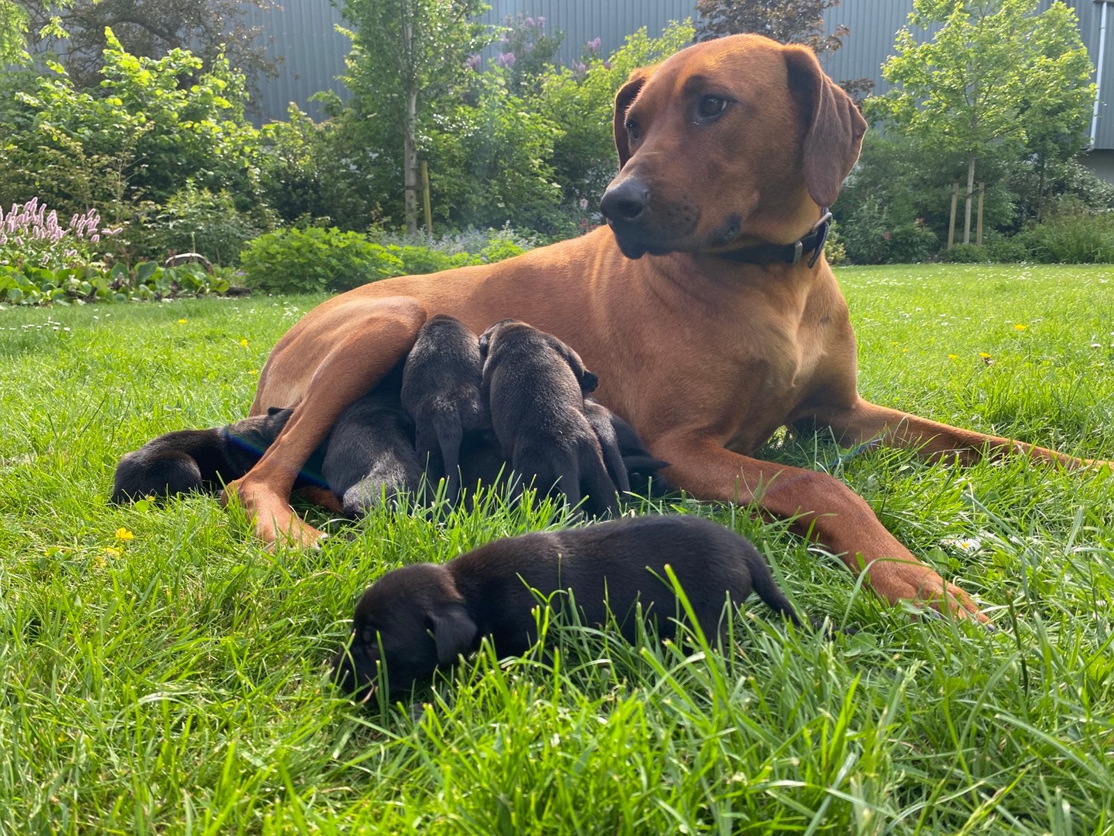 Prachtige Rhodesian Ridgeback X Chesky Fousek pups te koop, Parvo, Overige rassen, 8 tot 15 weken, Meerdere