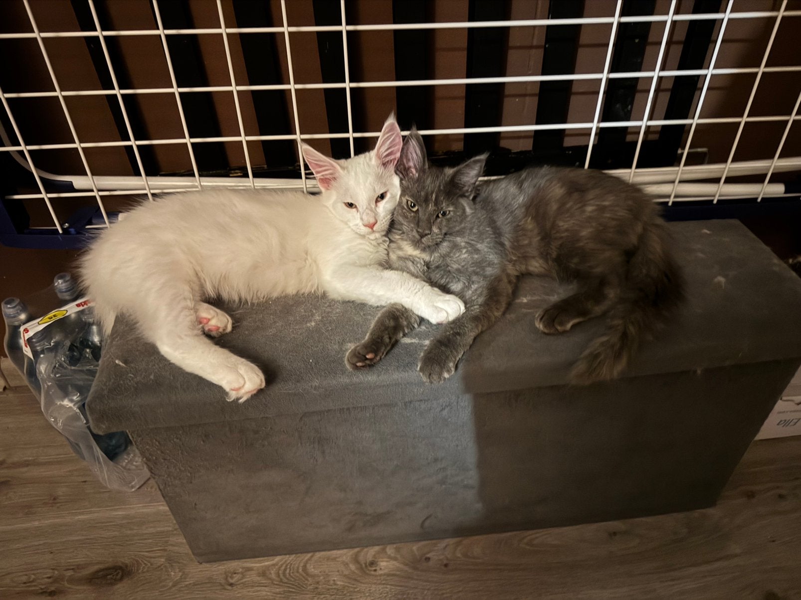 Mooie Maine Coon kittens, mogen direct verhuizen!, Dieren en Toebehoren, Meerdere dieren, Gechipt, 0 tot 2 jaar