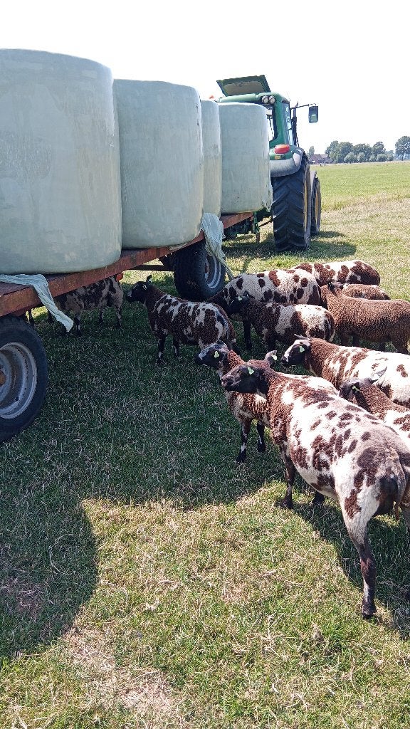 Beste stamboek bonte ooilammeren., Dieren en Toebehoren, Schapen, Geiten en Varkens, Vrouwelijk, Schaap