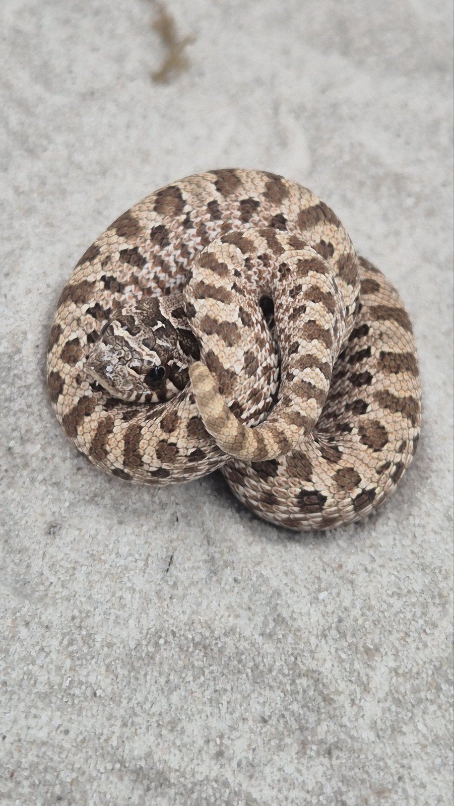 Haakneusslang het maitai Hognose Snake - female for sale from De Jong
