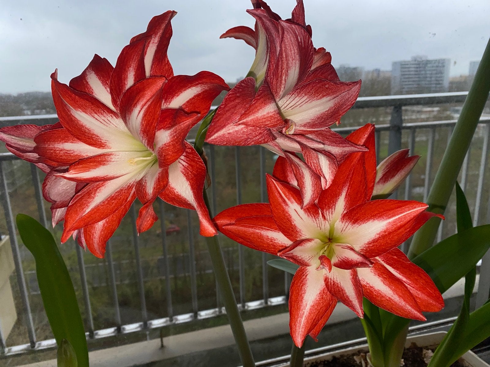 Splash Amaryllis bollen met bladeren - Rood-wit, Overige soorten, Volle zon, Vaste plant, Ophalen of Verzenden