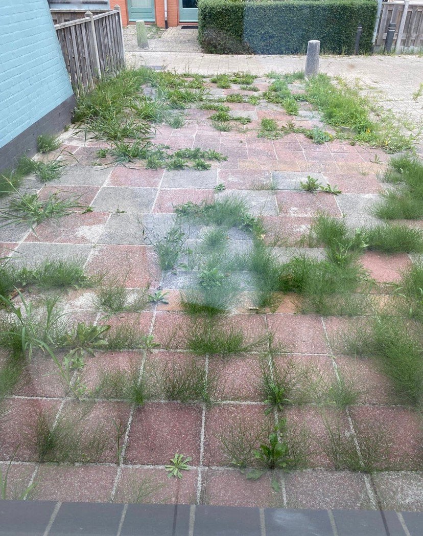 Tuin onkruid weg halen nodig, Tuin en Terras, Ophalen