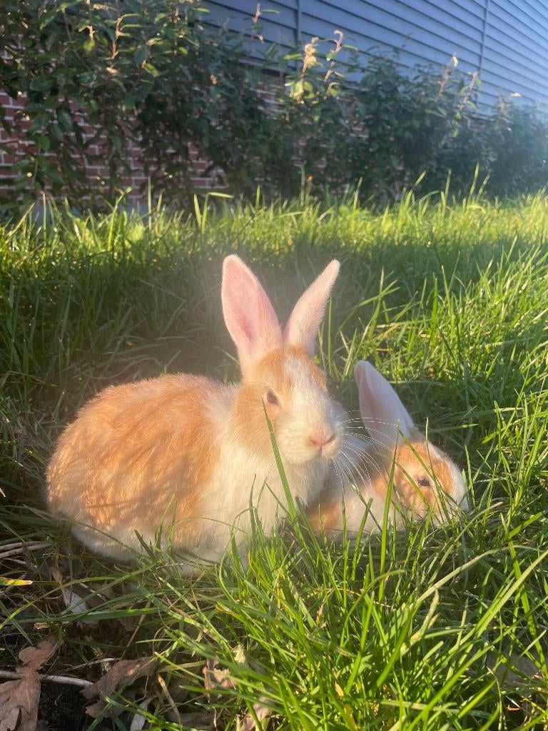 Lieve konijnen, Dieren en Toebehoren, Konijnen, Meerdere dieren, Middelgroot, 0 tot 2 jaar
