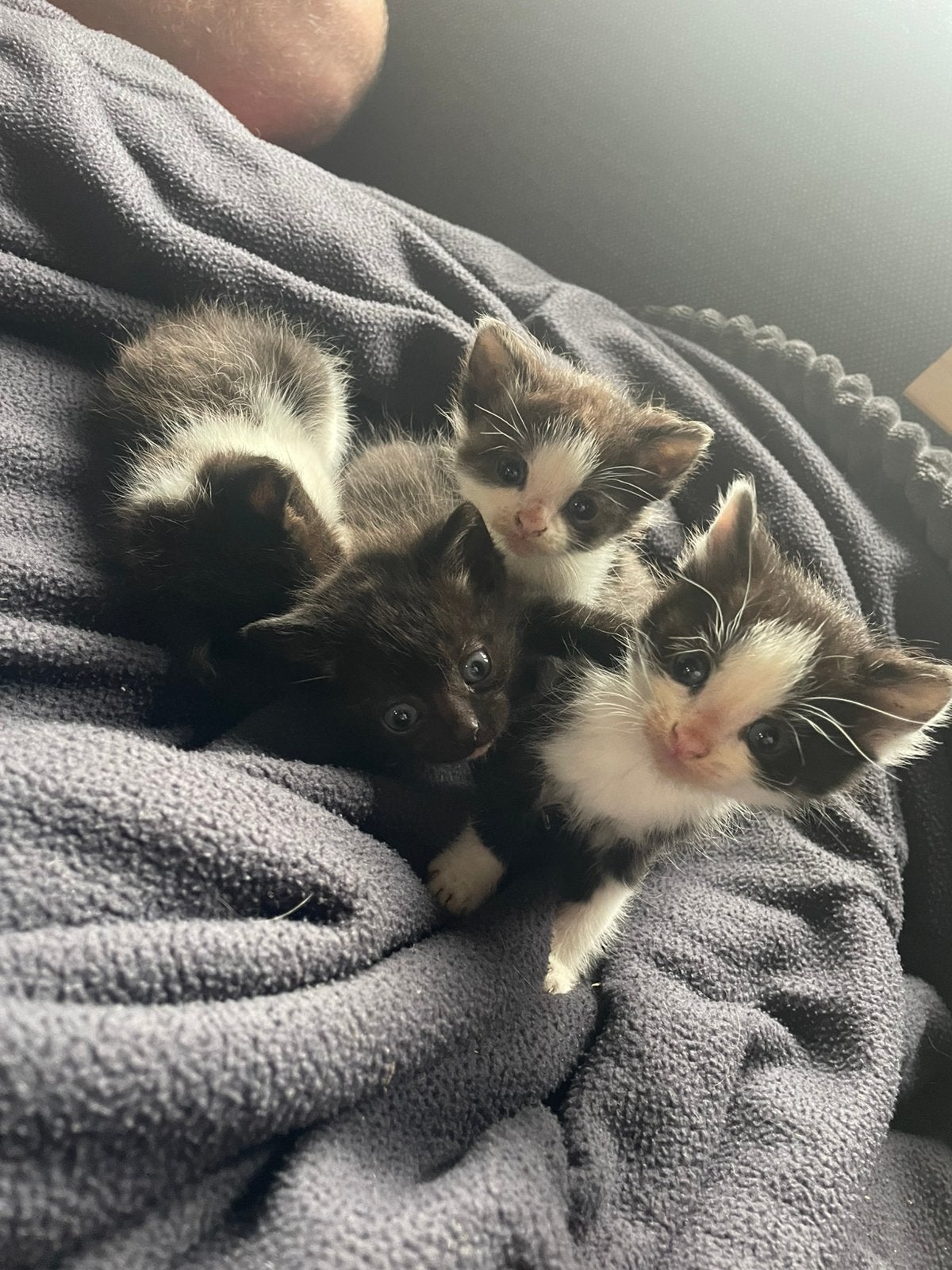 Lieve en sociale kittens.  Nog 2 vrouwtjes beschikbaar, Meerdere dieren, Kortharig, 0 tot 2 jaar