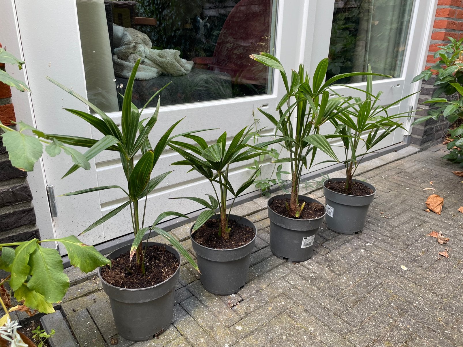 trachycarpus fortunei 🌴🌴, Ophalen, Overige soorten, Volle zon