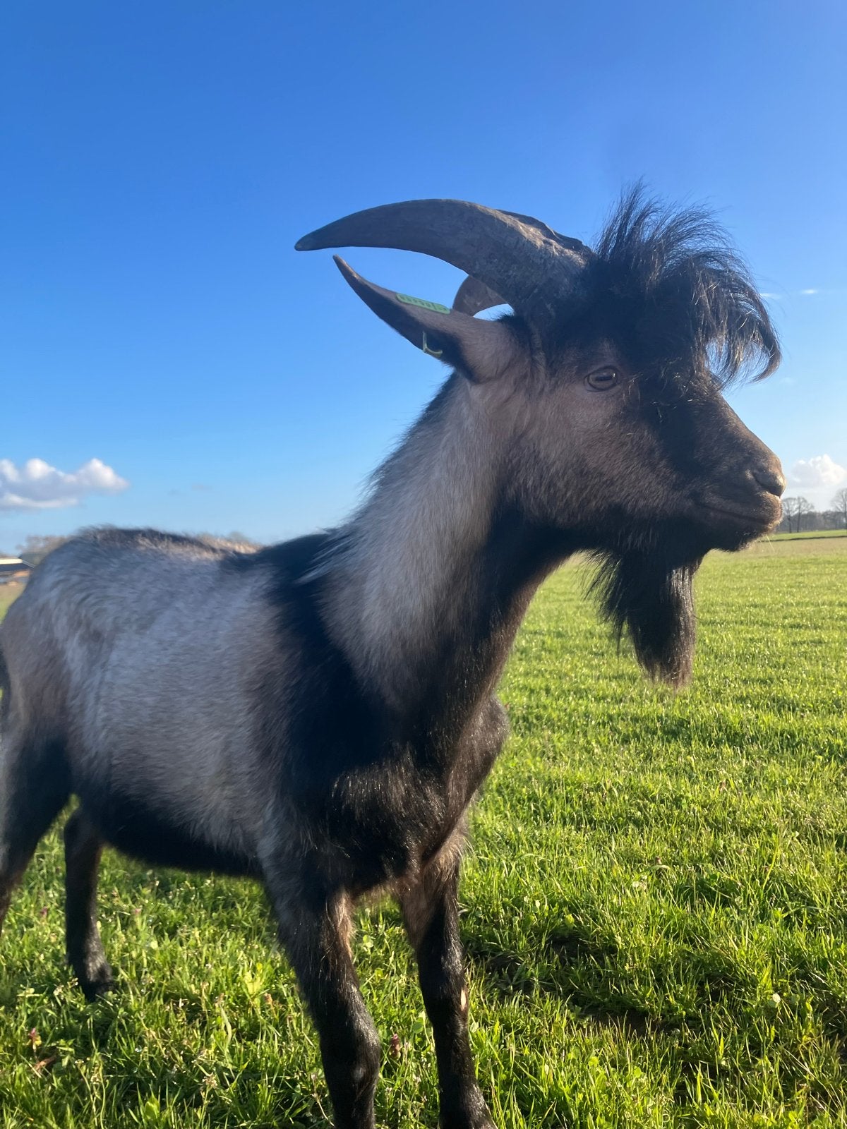 Te koop: Franse Alpine dekbok – Ron Elvis 🐐, Mannelijk, Geit, 0 tot 2 jaar