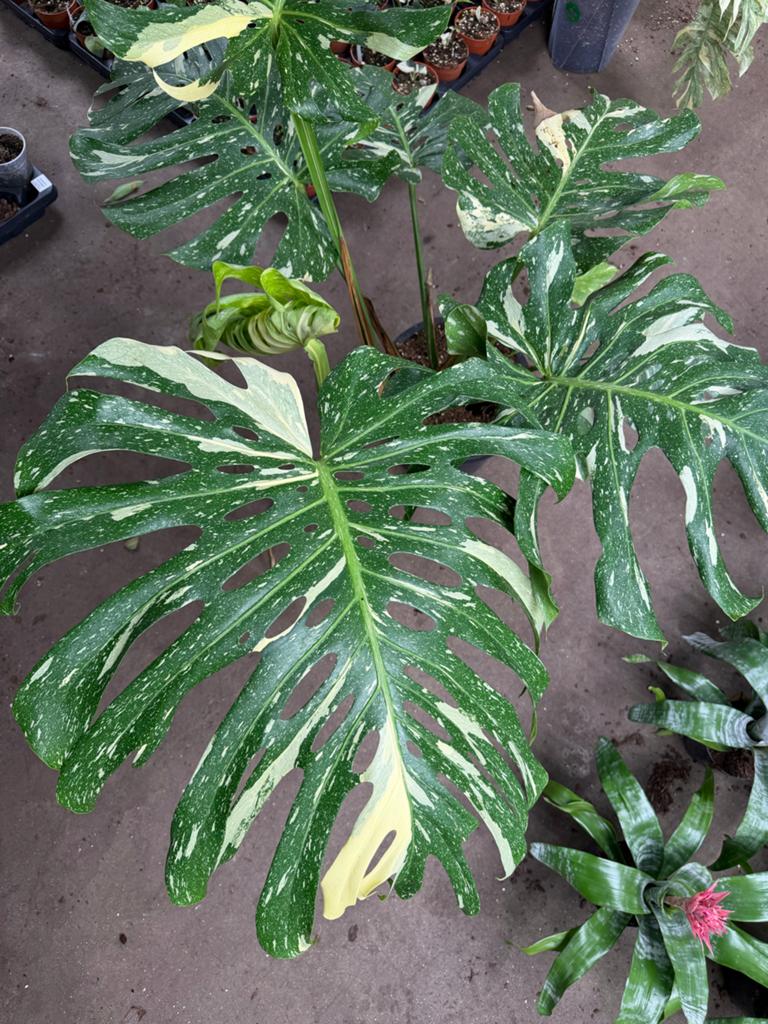 Philodendron Sucre Slim P12  Kamerplanten  Marktplaats