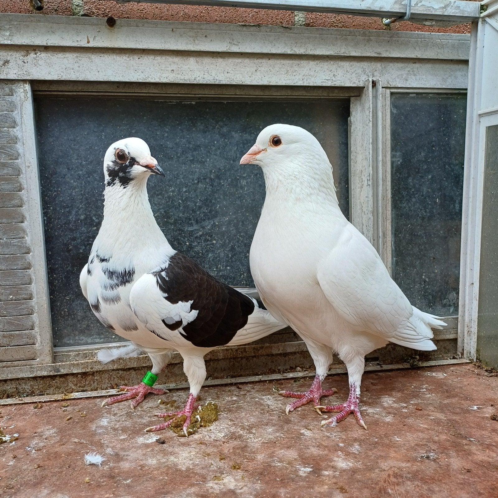 Koppel kleurduiven., Dieren en Toebehoren, Vogels | Duiven, Meerdere dieren, Overige soorten