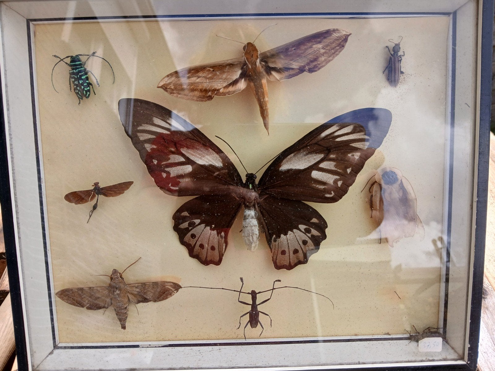 Tropische vlinders en insecten in lijst, Verzamelen, Ophalen of Verzenden, Gebruikt