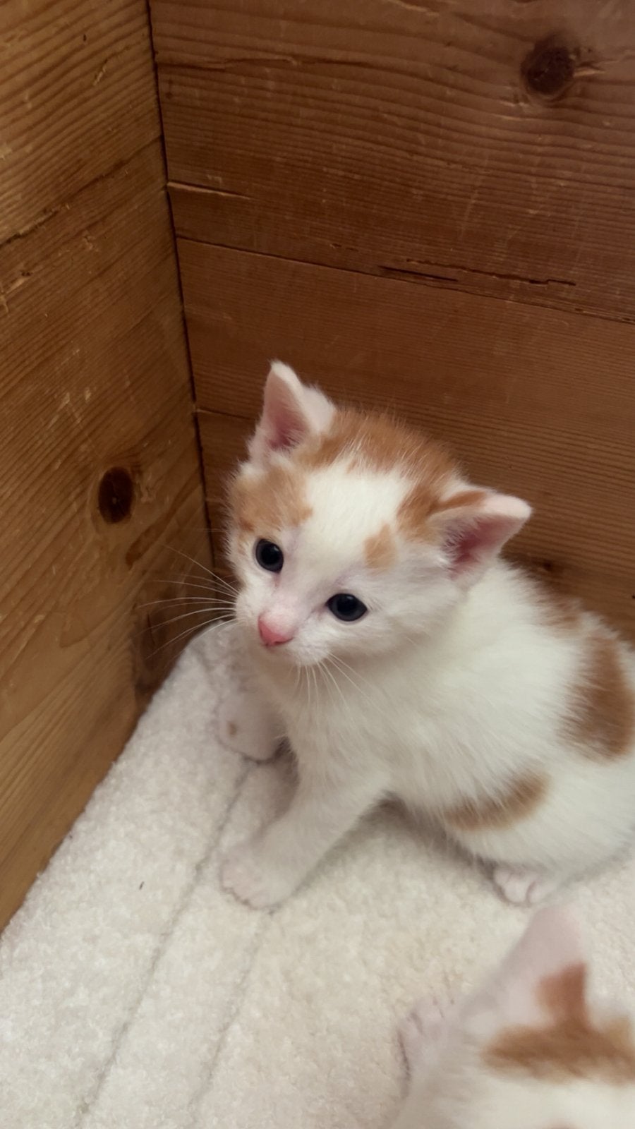 2 lieve kittens, Dieren en Toebehoren, Katten en Kittens | Overige Katten, Meerdere dieren