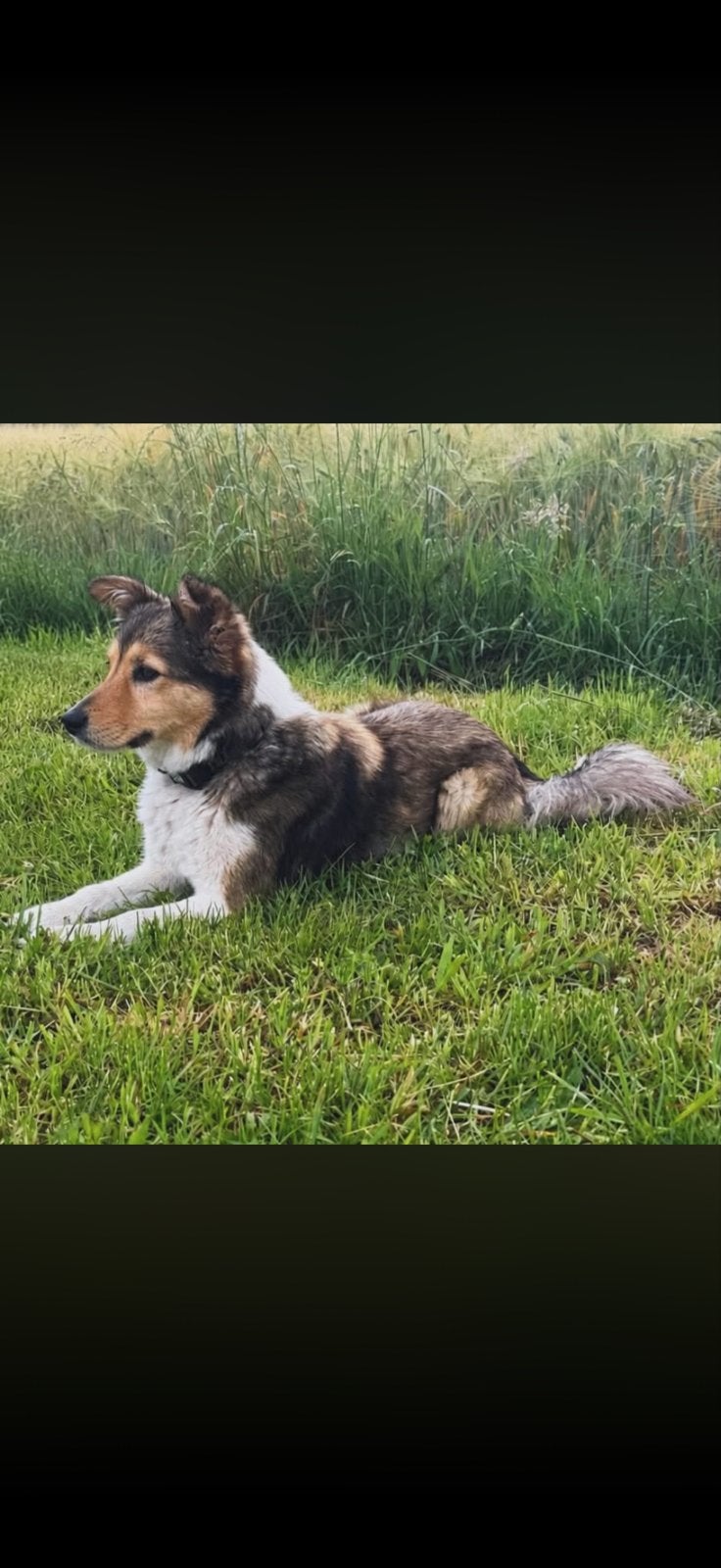 Mooie lieve gesocialiseerde pups, Dieren en Toebehoren, Honden | Niet-rashonden, Parvo, Reu, 8 tot 15 weken, Meerdere