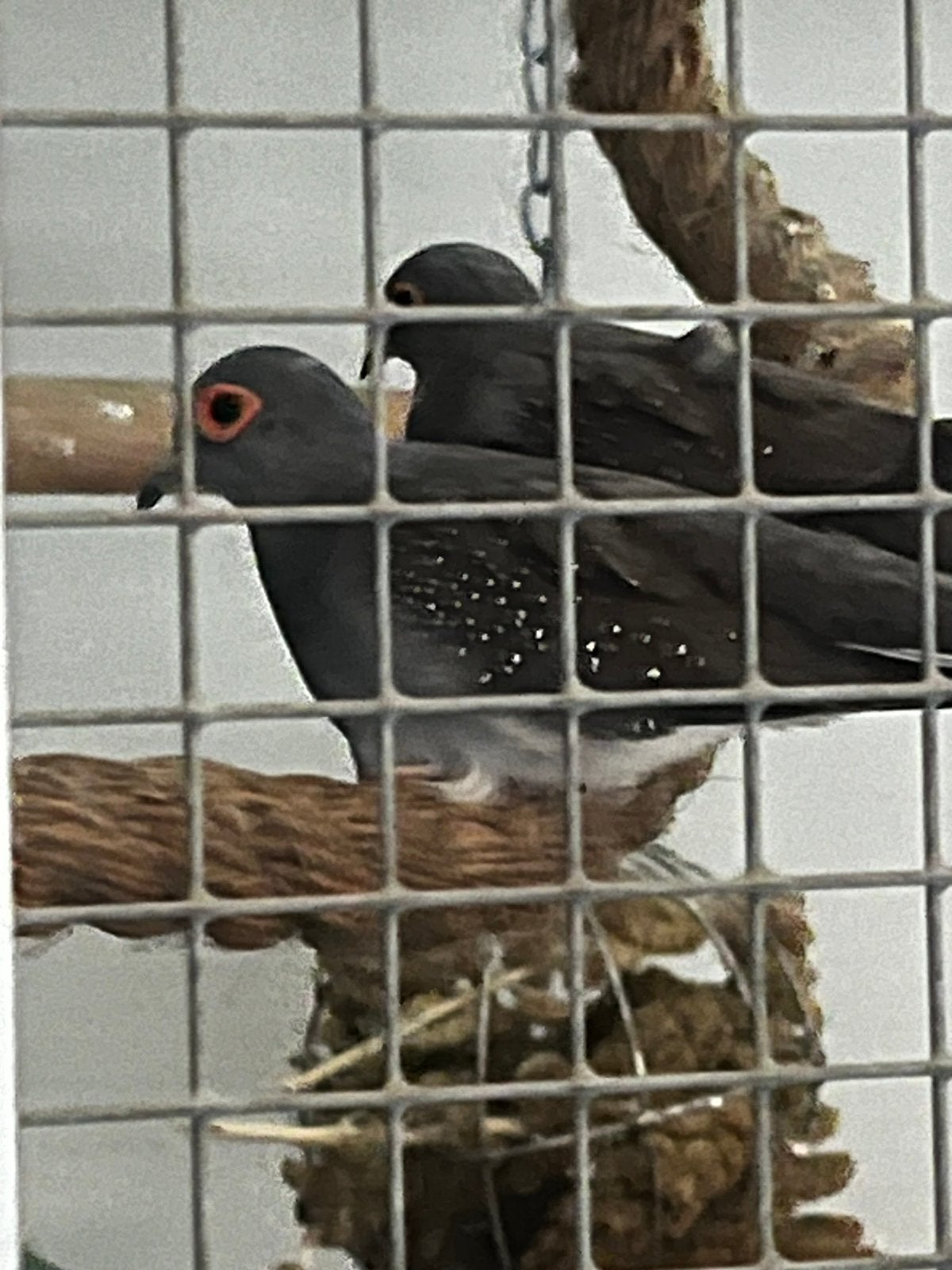 Koppel diamantduiven, Meerdere dieren, Overige soorten