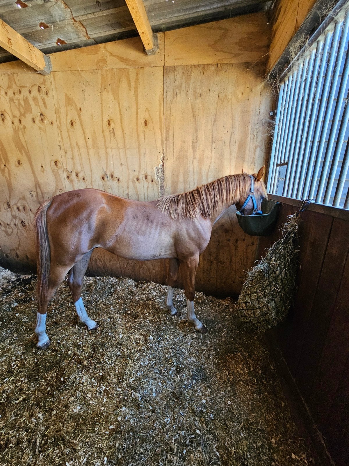 jaarling hengst Amalia's Joep x Oosteind Rocco Vos, Dieren en Toebehoren, Hengst, D pony (1.37m tot 1.48m), Met stamboom, 0 tot 2 jaar