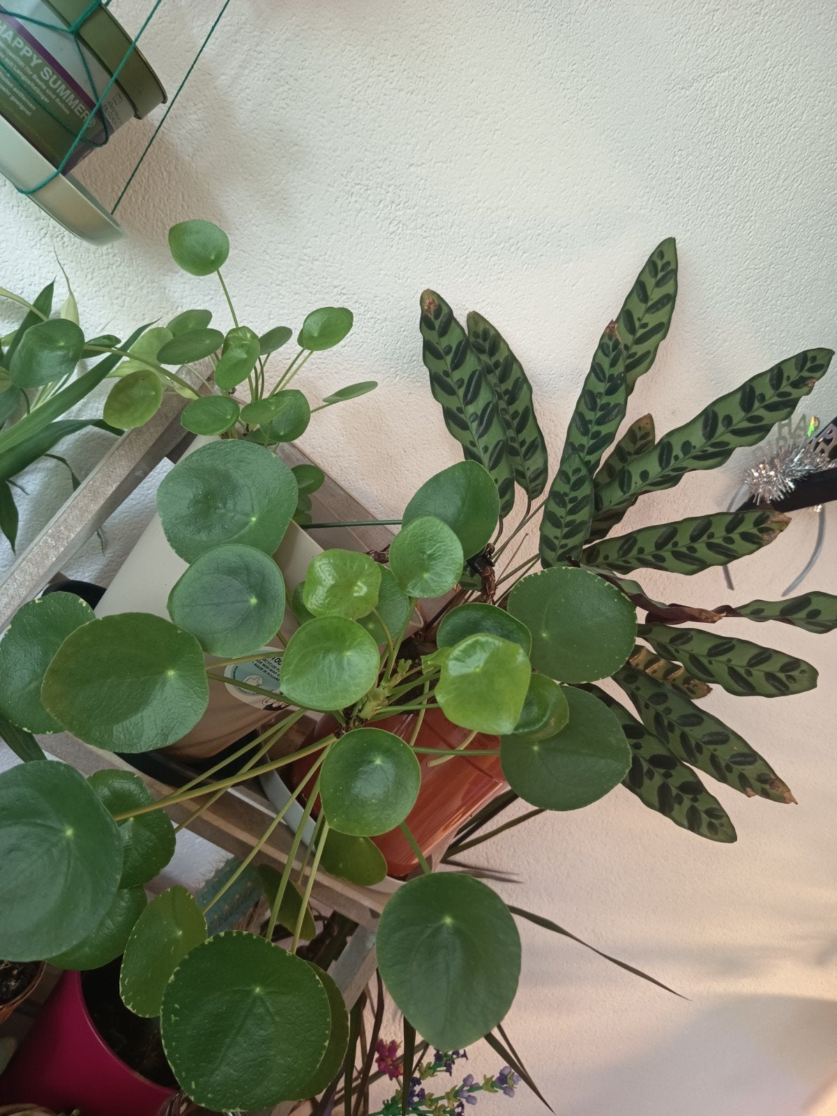 Calathea Lancifolia en Pannenkoekenplant, Ophalen