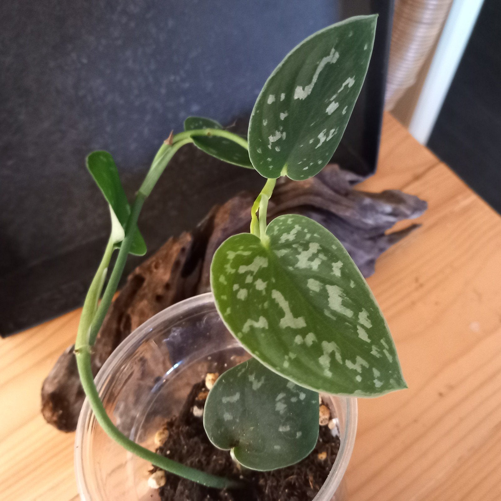 scindapsus pictus stek nr 69, Huis en Inrichting, Ophalen of Verzenden, Halfschaduw, Minder dan 100 cm