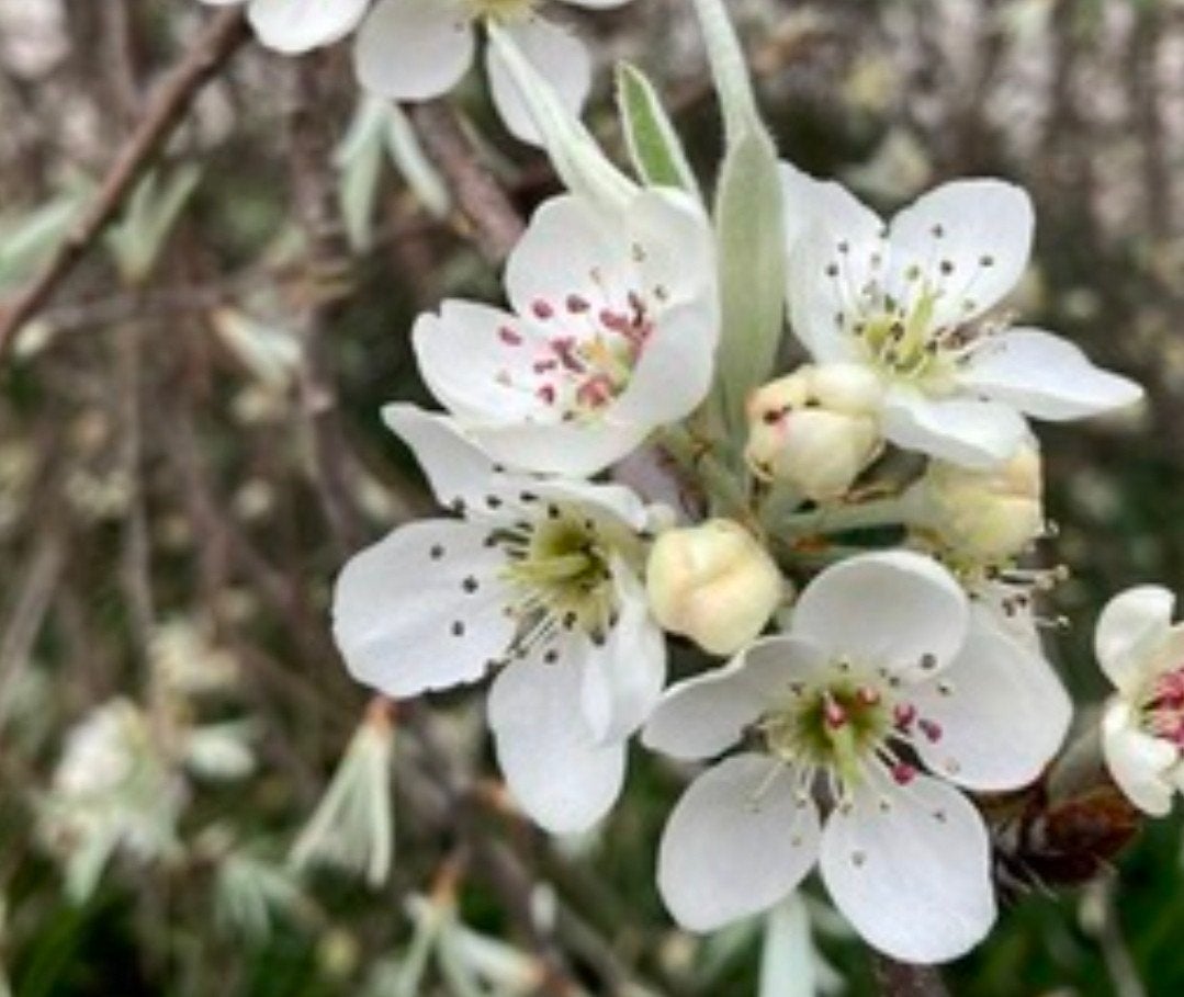 pyrus salicifolia 'Pendula, Overige soorten, Lente, 250 tot 400 cm, Ophalen