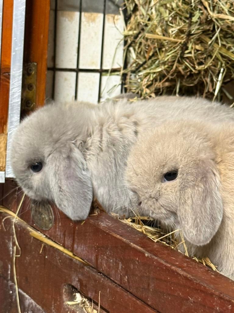 Schitterende Ned.Hangoor Dwergkonijntjes/Minilop te koop!, Meerdere dieren, Dwerg, Hangoor, 0 tot 2 jaar