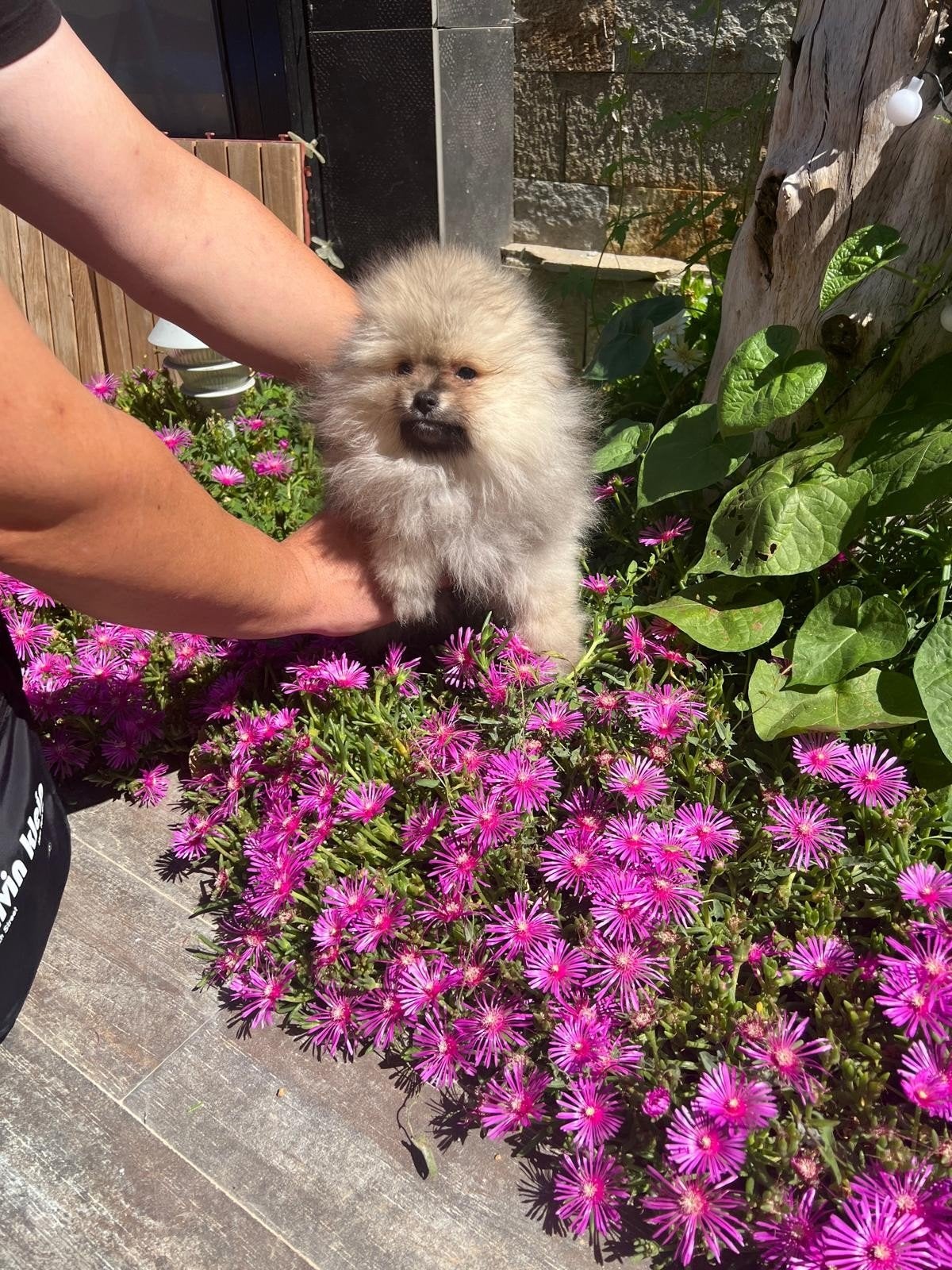 PRACHTIGE POMERIAAN PUPS, Dieren en Toebehoren, België, Particulier, 8 tot 15 weken, Poolhond